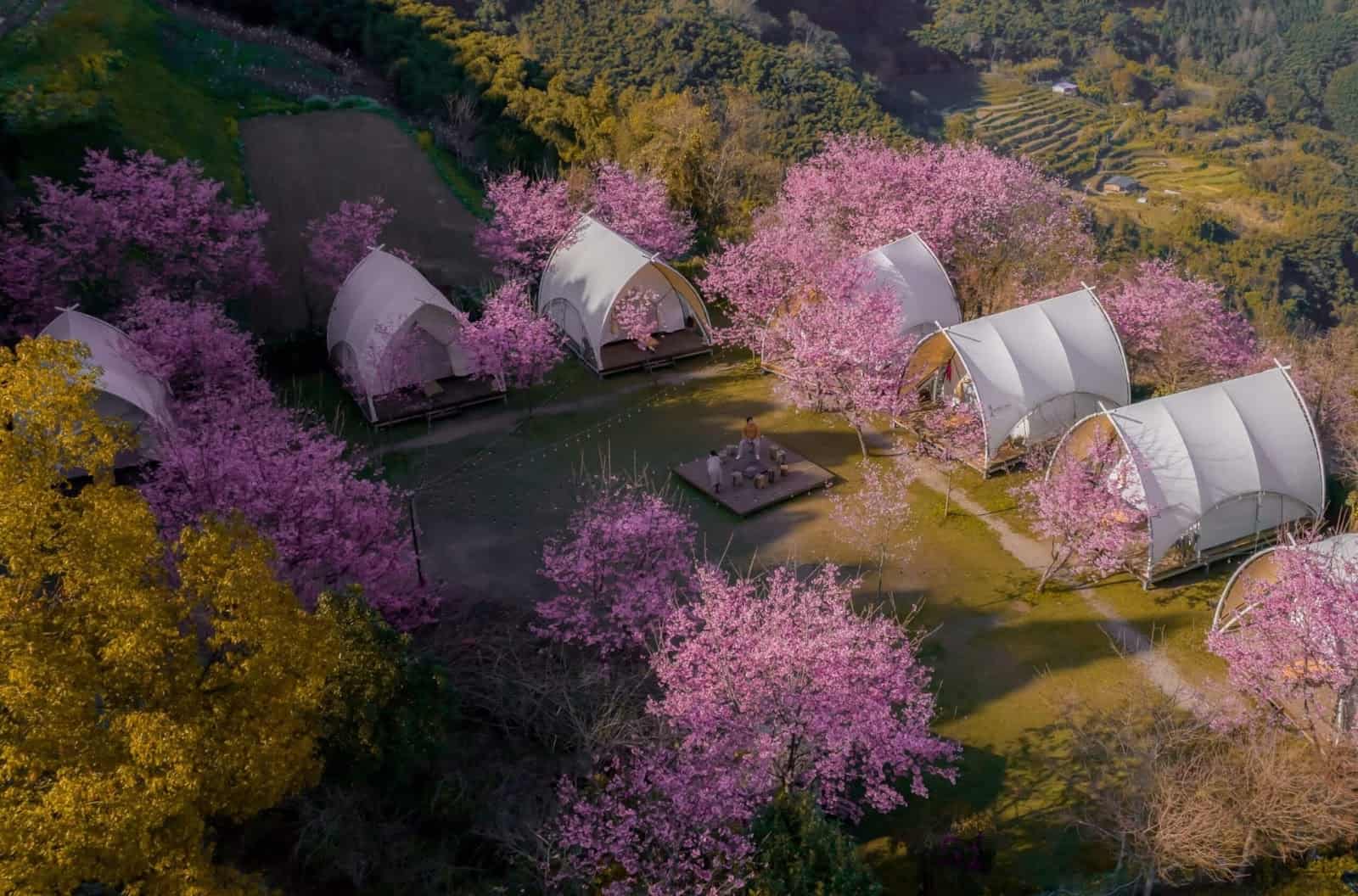 2026 Glamping 攻略指南:第一次玩 Glamping 就上手! 6 唯美櫻花林中的Glamping