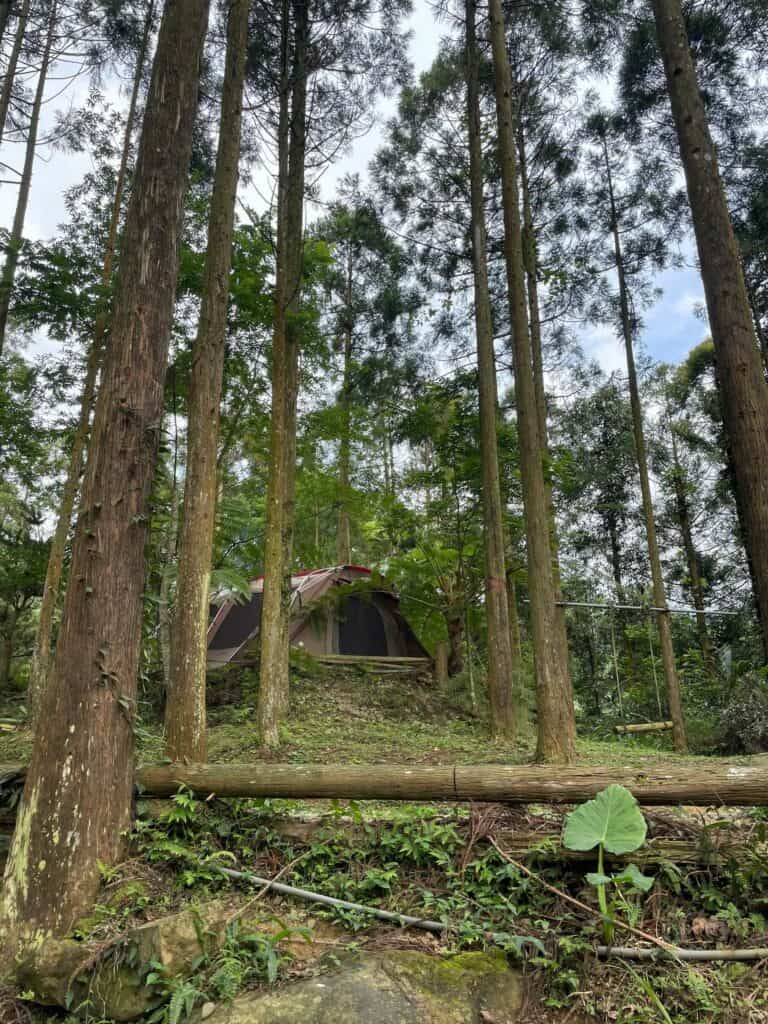 森林系露營區－杉彩露營區－被森林包圍的一帳包區可搭遂道帳的大營位