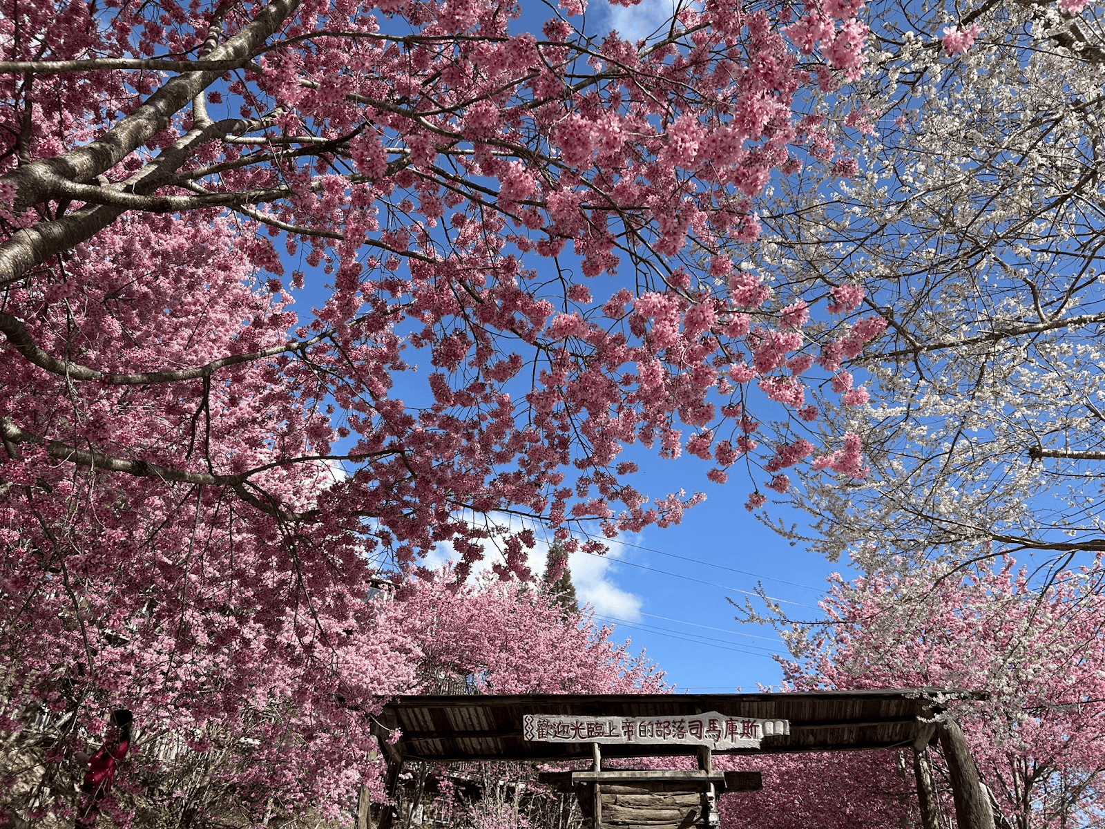 新竹司馬庫斯牌樓與粉紅櫻花、白色樓花與