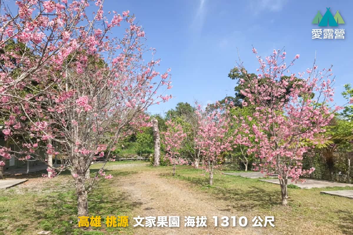 櫻花露營區推薦：文家果園