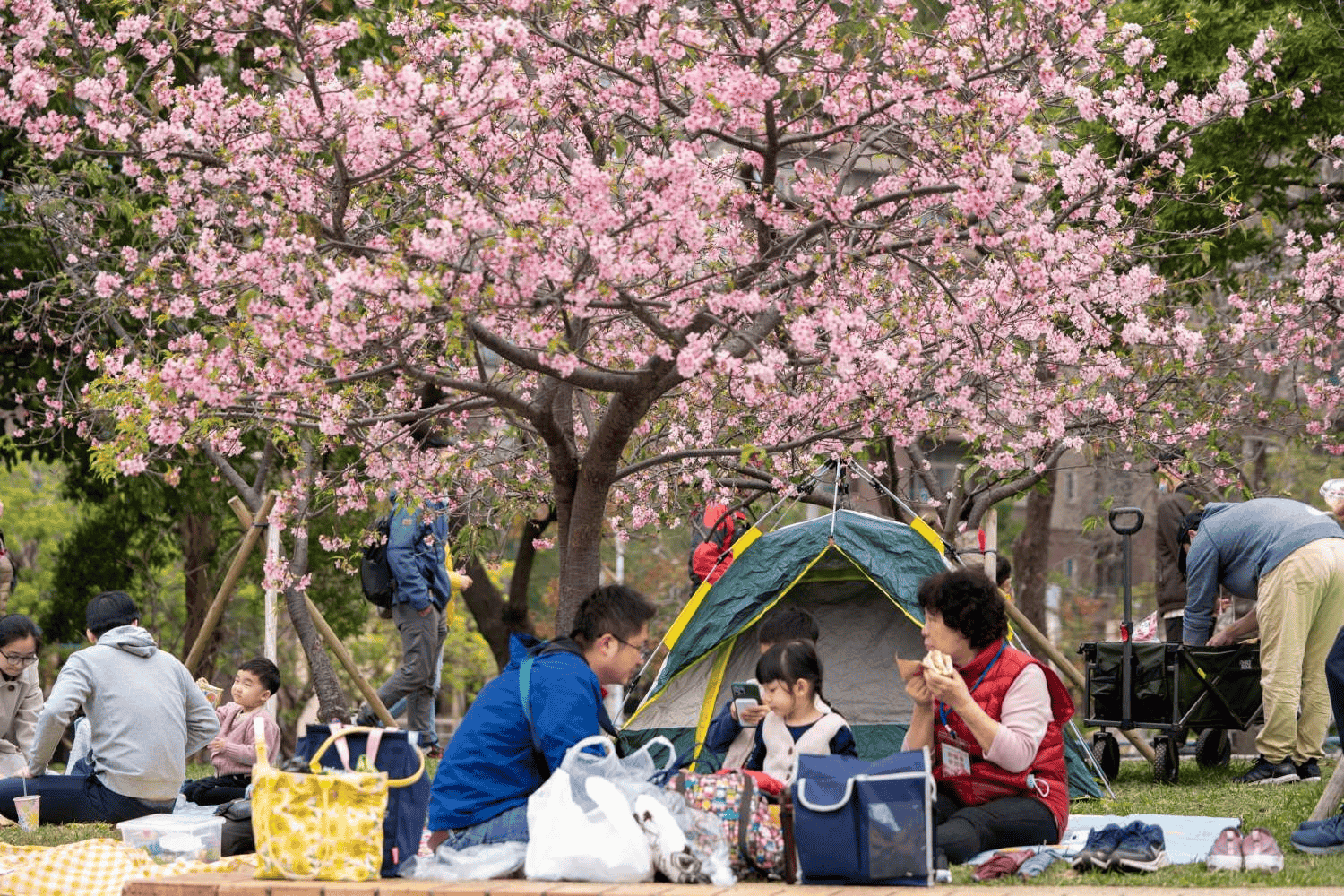 新竹公園，在櫻花樹下野餐