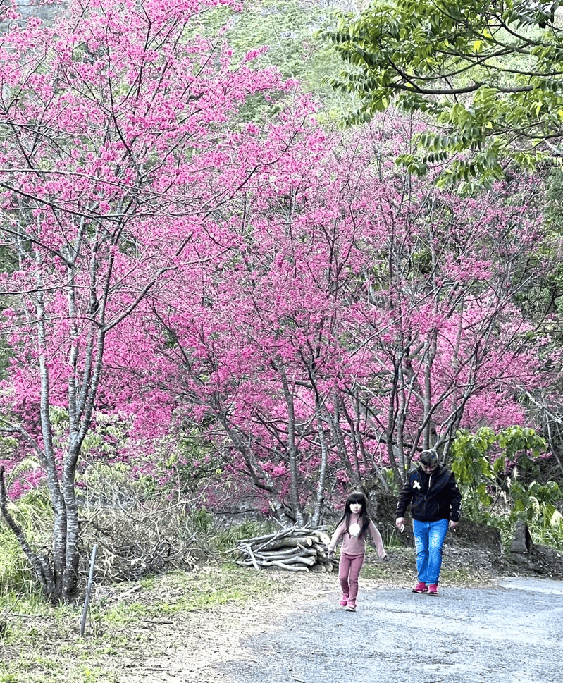 霧台三地門櫻花