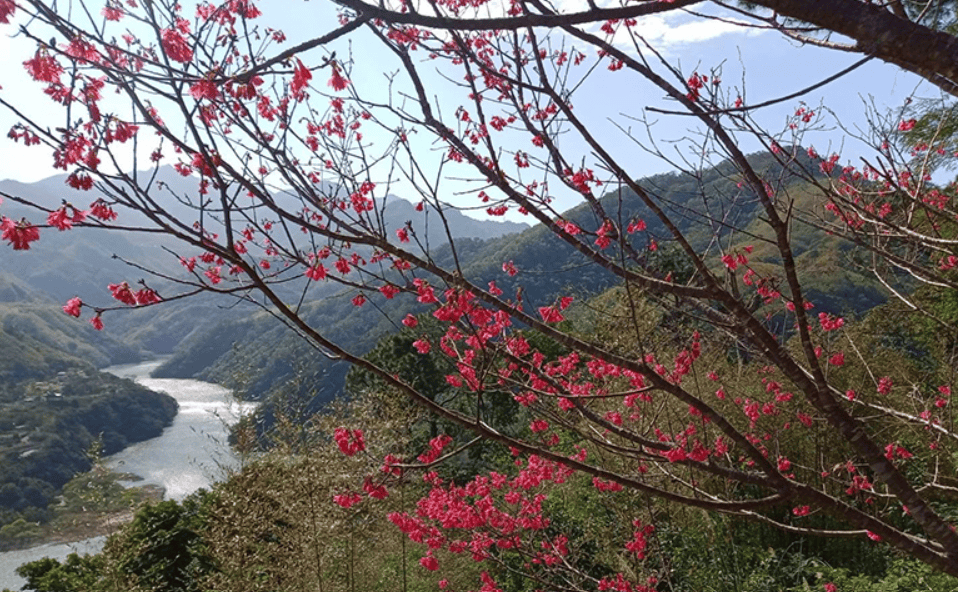 桃園角板山的山櫻花