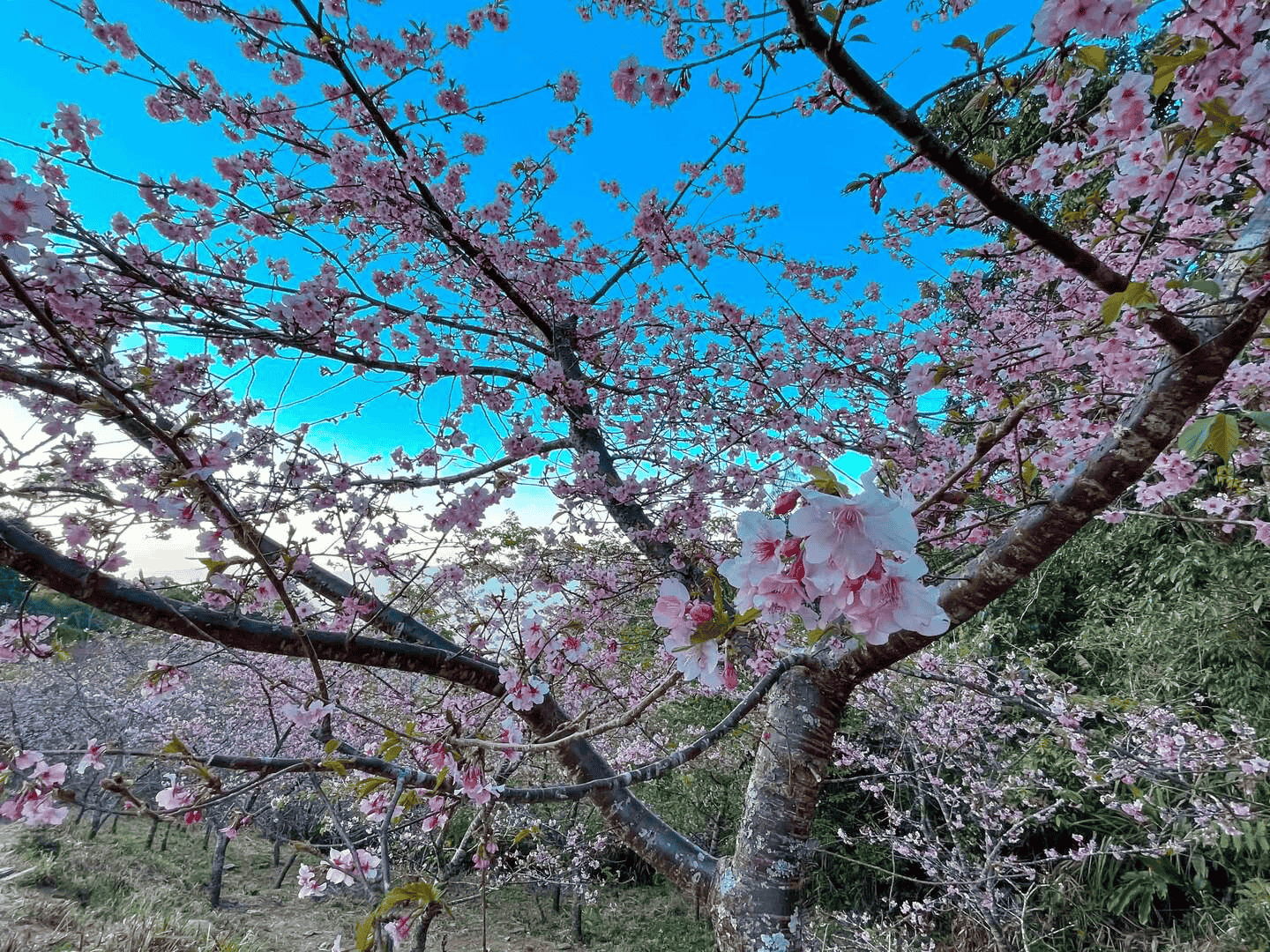 寶山里櫻花公園