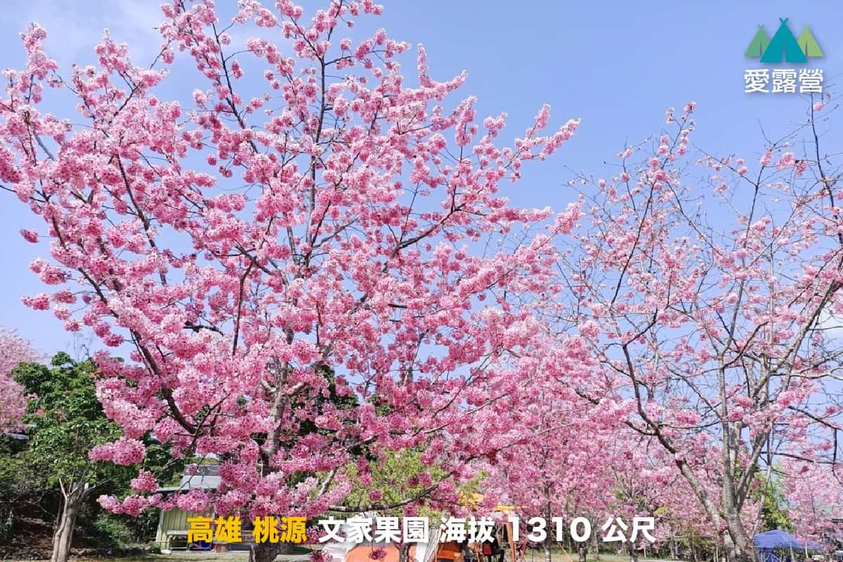 櫻花露營區推薦：文家果園