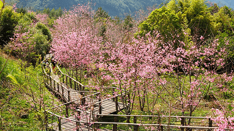 阿里山櫻花季