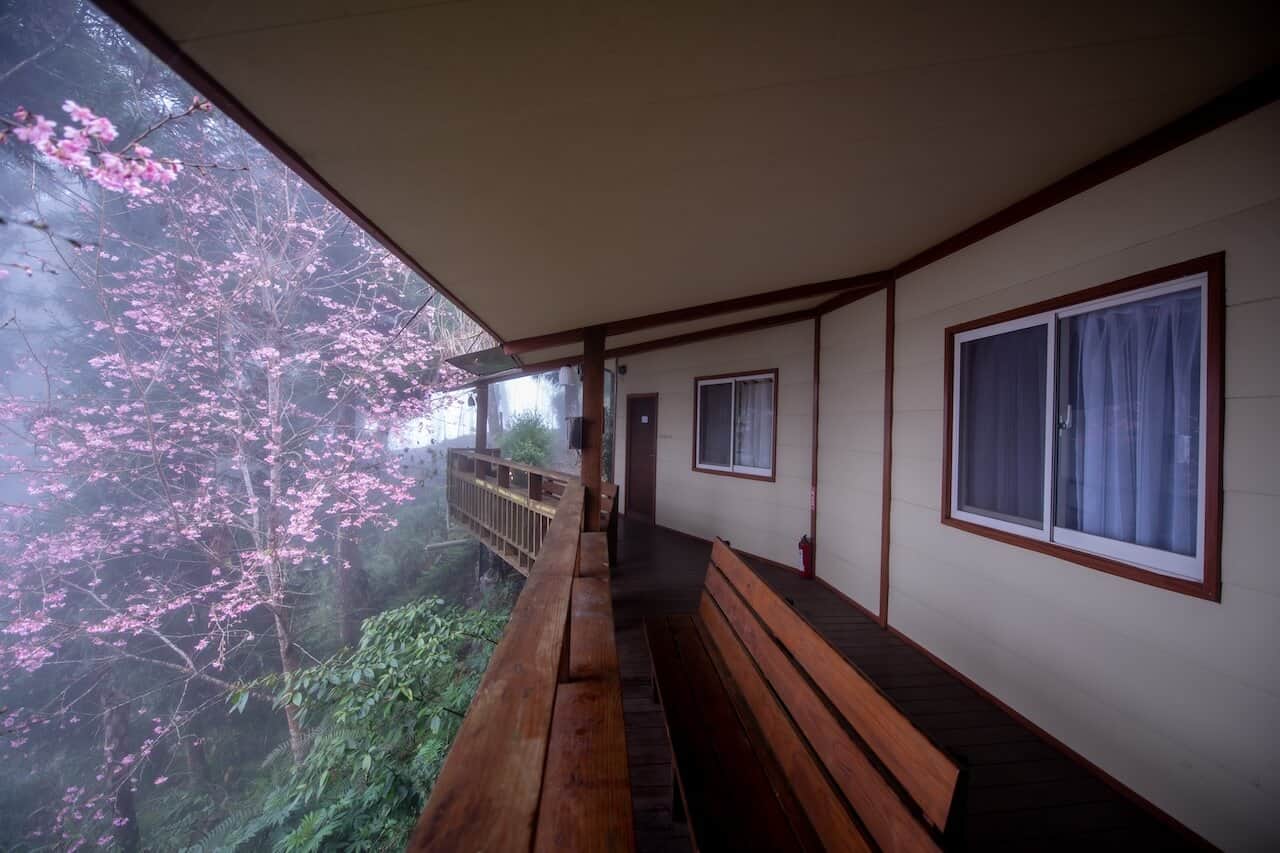 好冬小屋外面的唯美櫻花樹