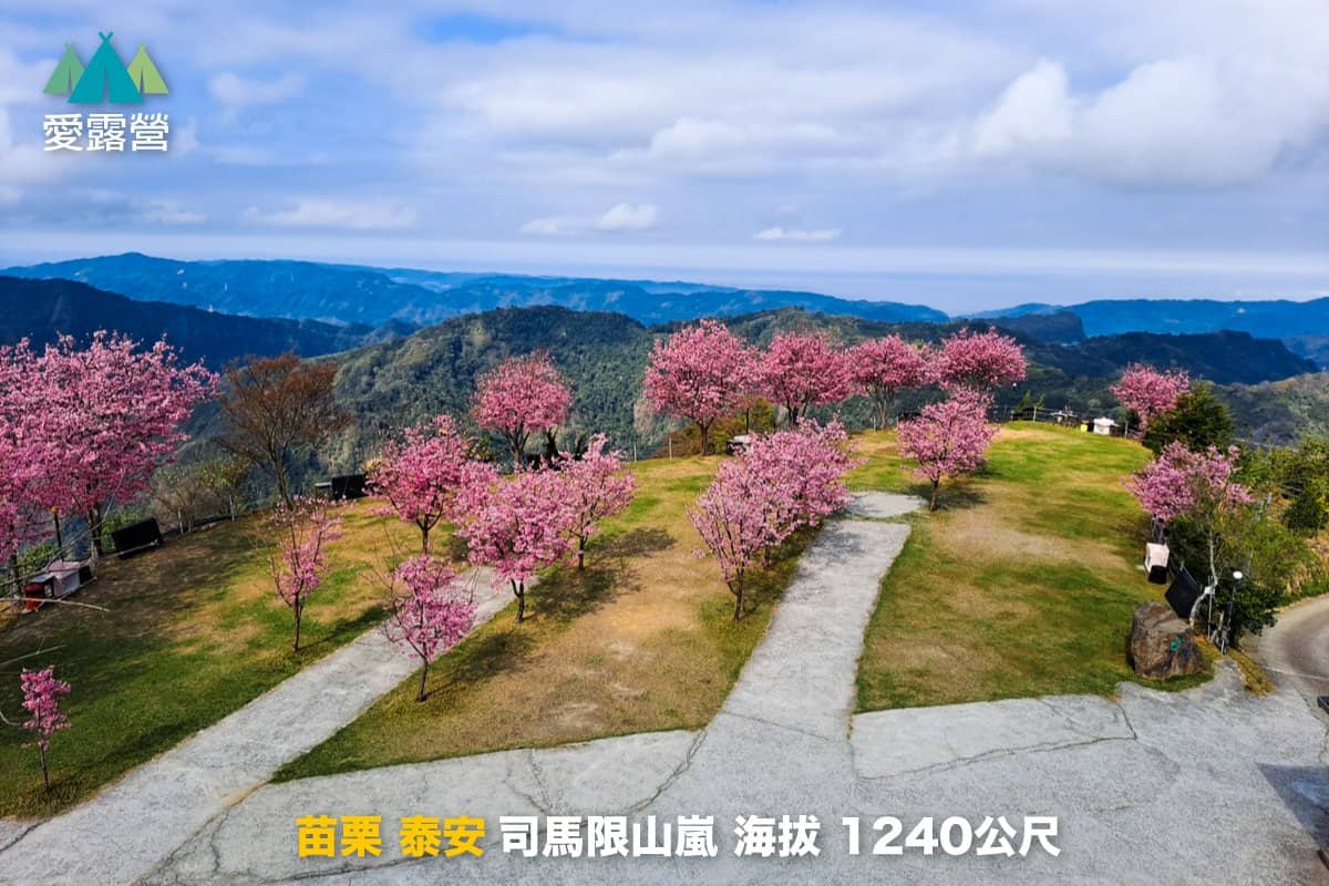 櫻花露營區推薦：草皮營地上的櫻花樹