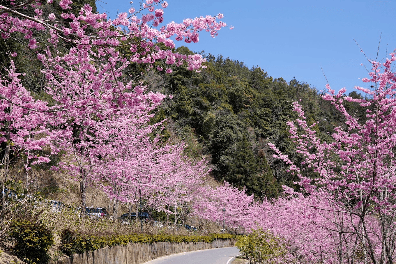 南投杉林溪櫻花大道
