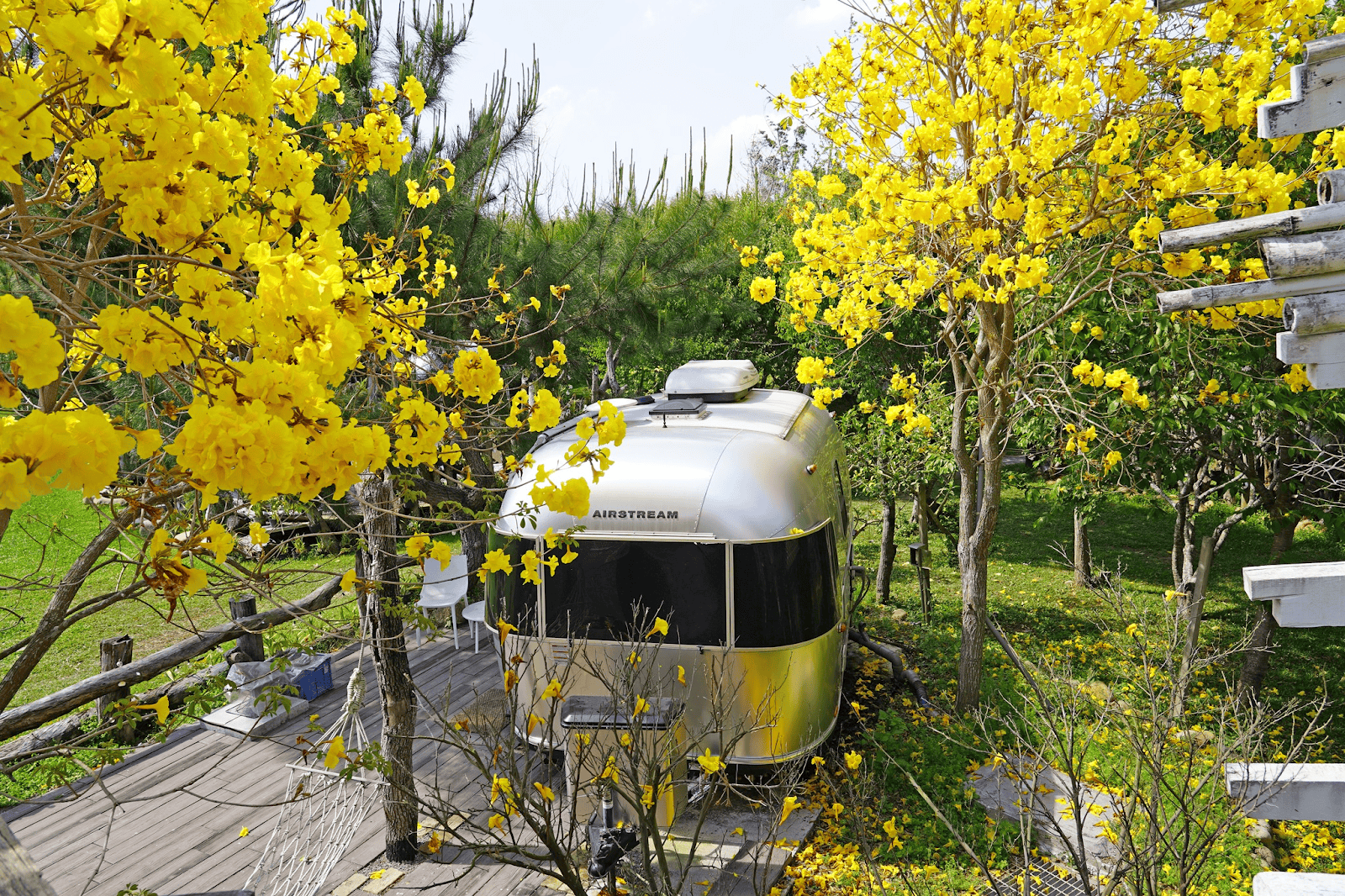 被黃花風鈴木圍繞的美式經典Airstream豪華露營車