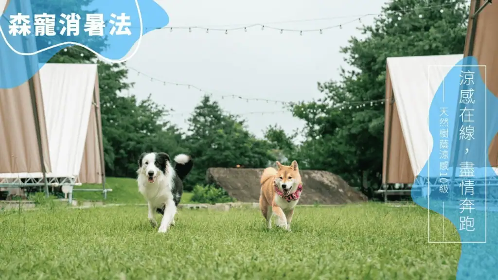 蟬說山中靜靜寵物友善營地