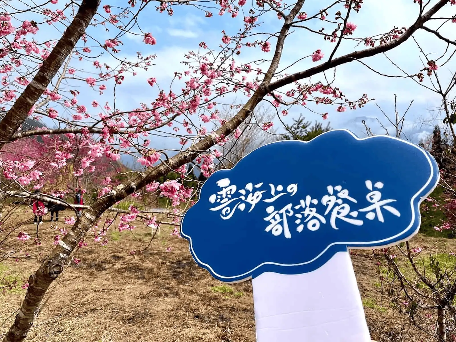 海上的部落餐桌與櫻花