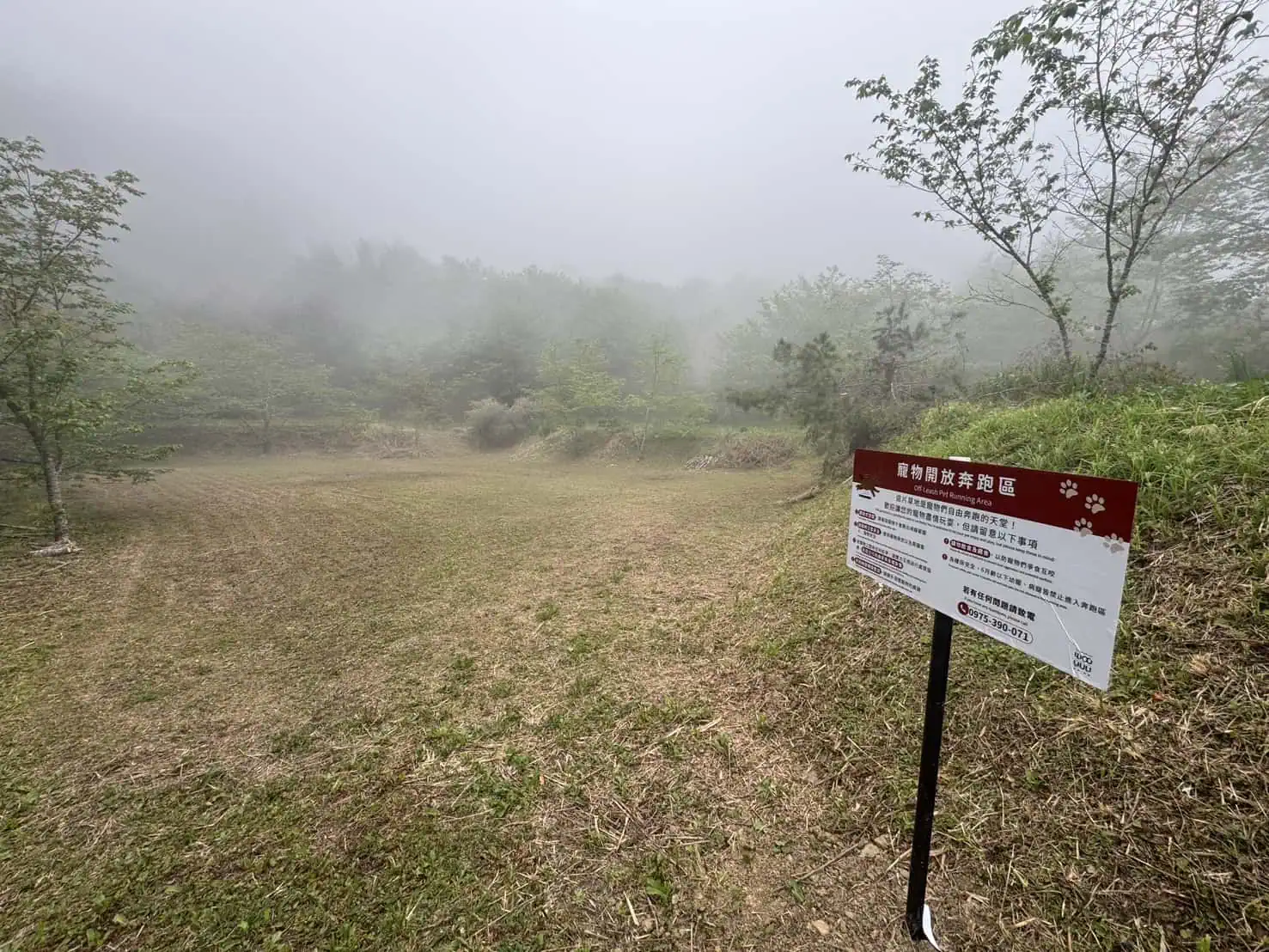 雲霧環繞，櫻花林裡的寵物開放奔跑區
