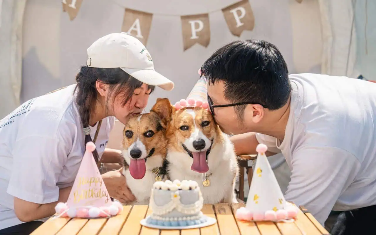 寵物生日蛋糕