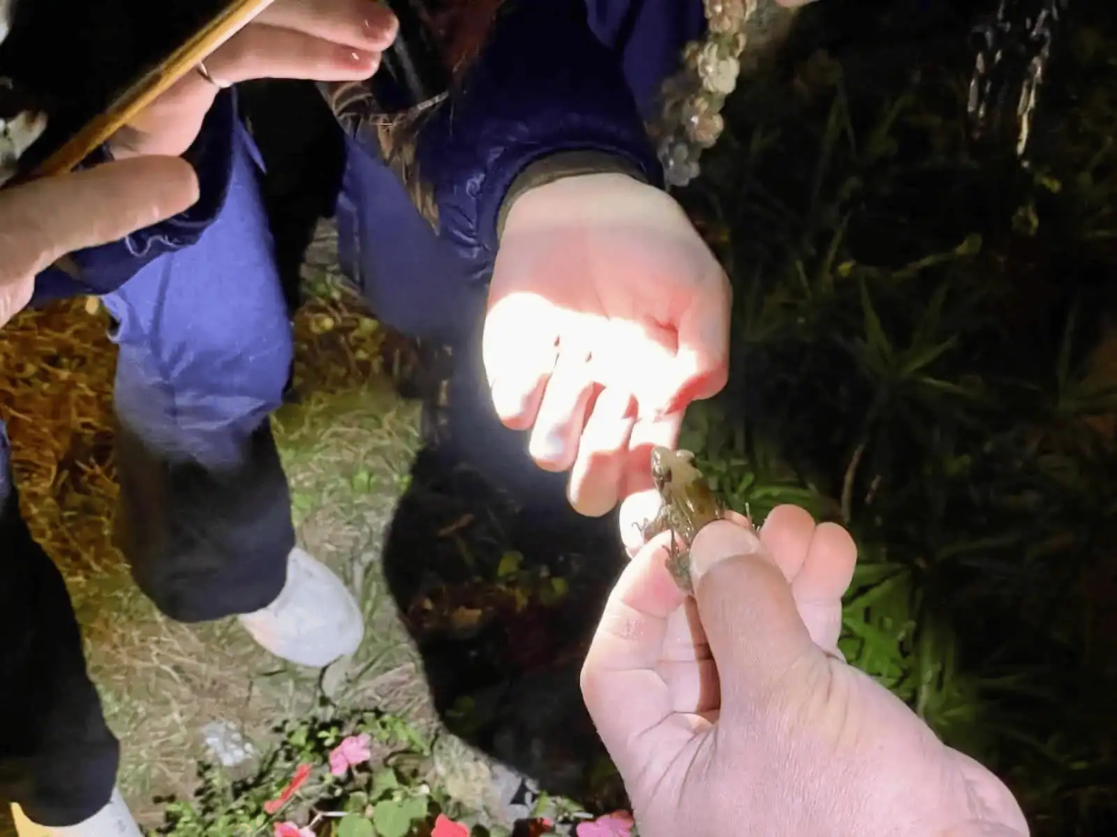 山中靜靜夜間生態導覽，抓到青蛙