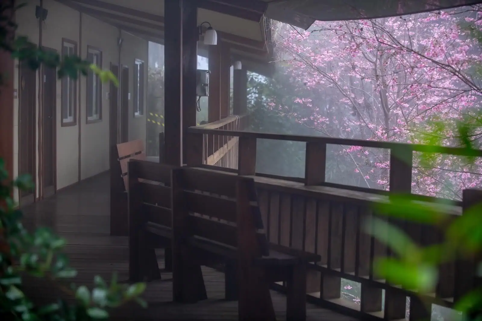 小木屋外的櫻花盛開