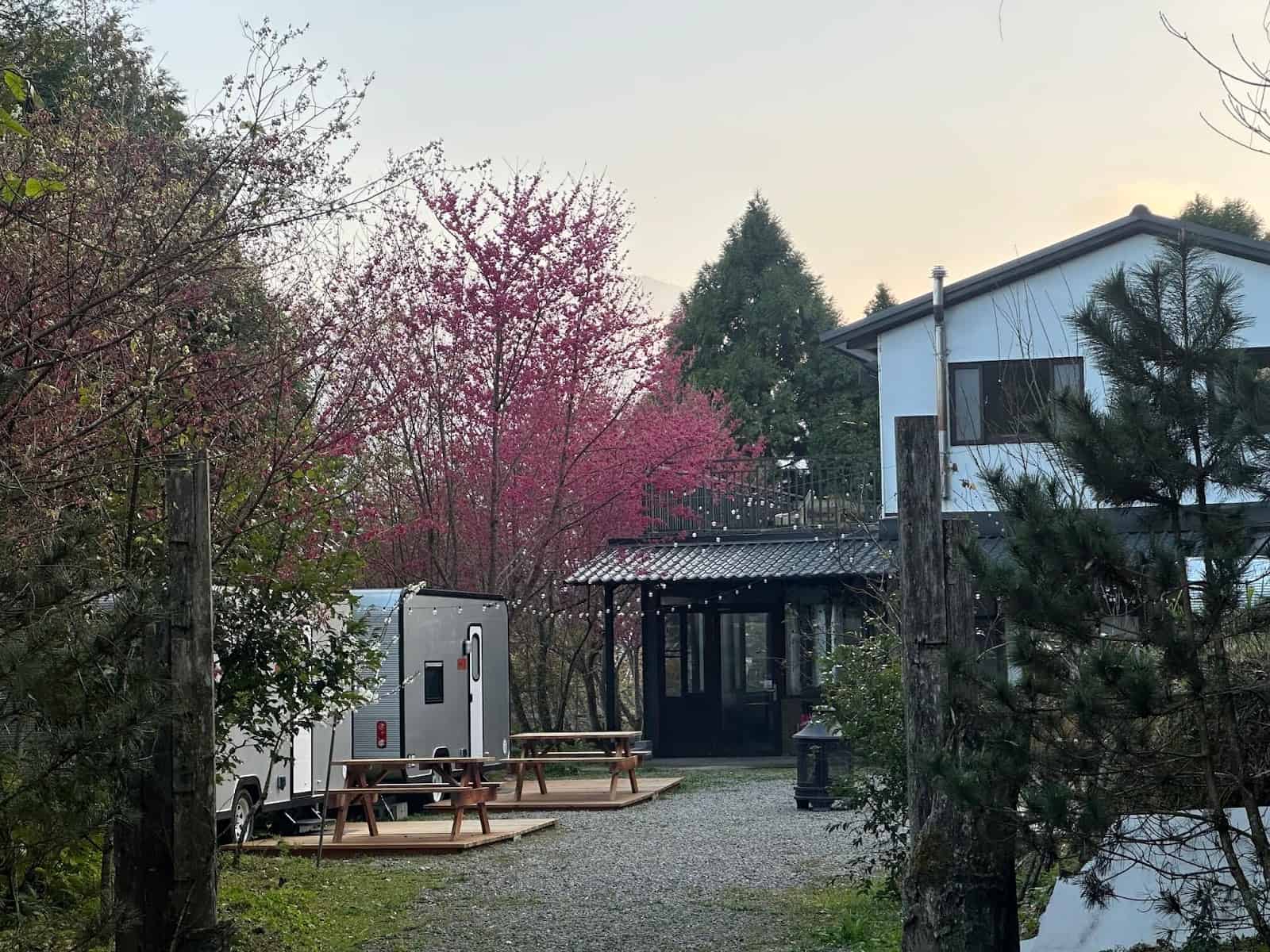撥雲小屋前方櫻花開