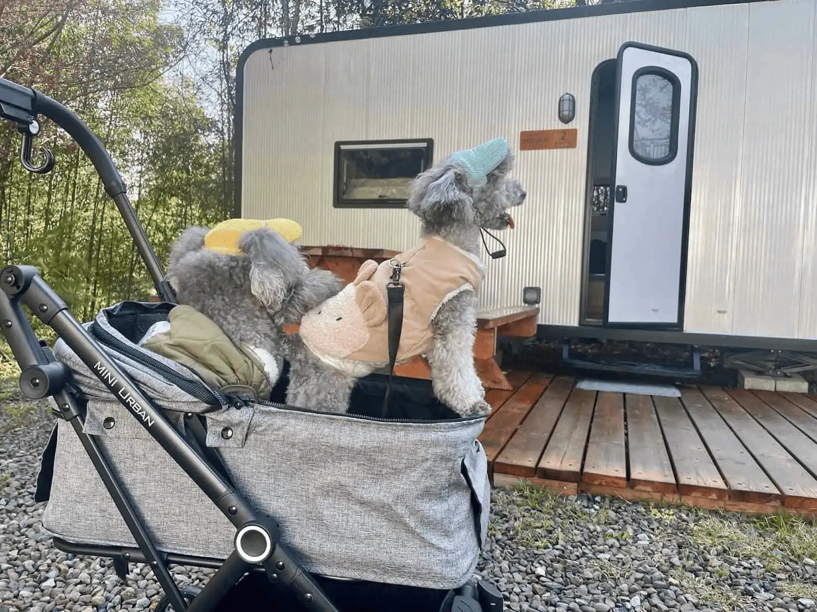 狗狗在露營車前