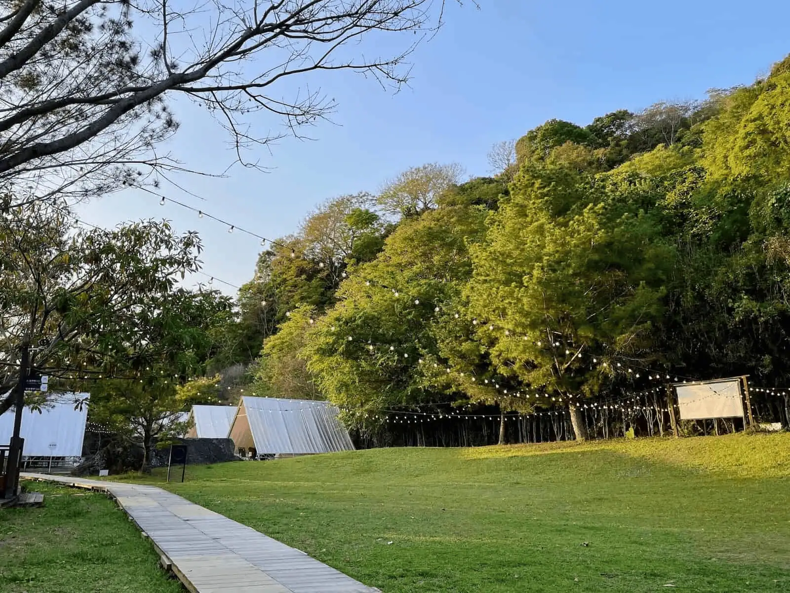 山中靜靜的大草坪與金雨樹帳篷區
