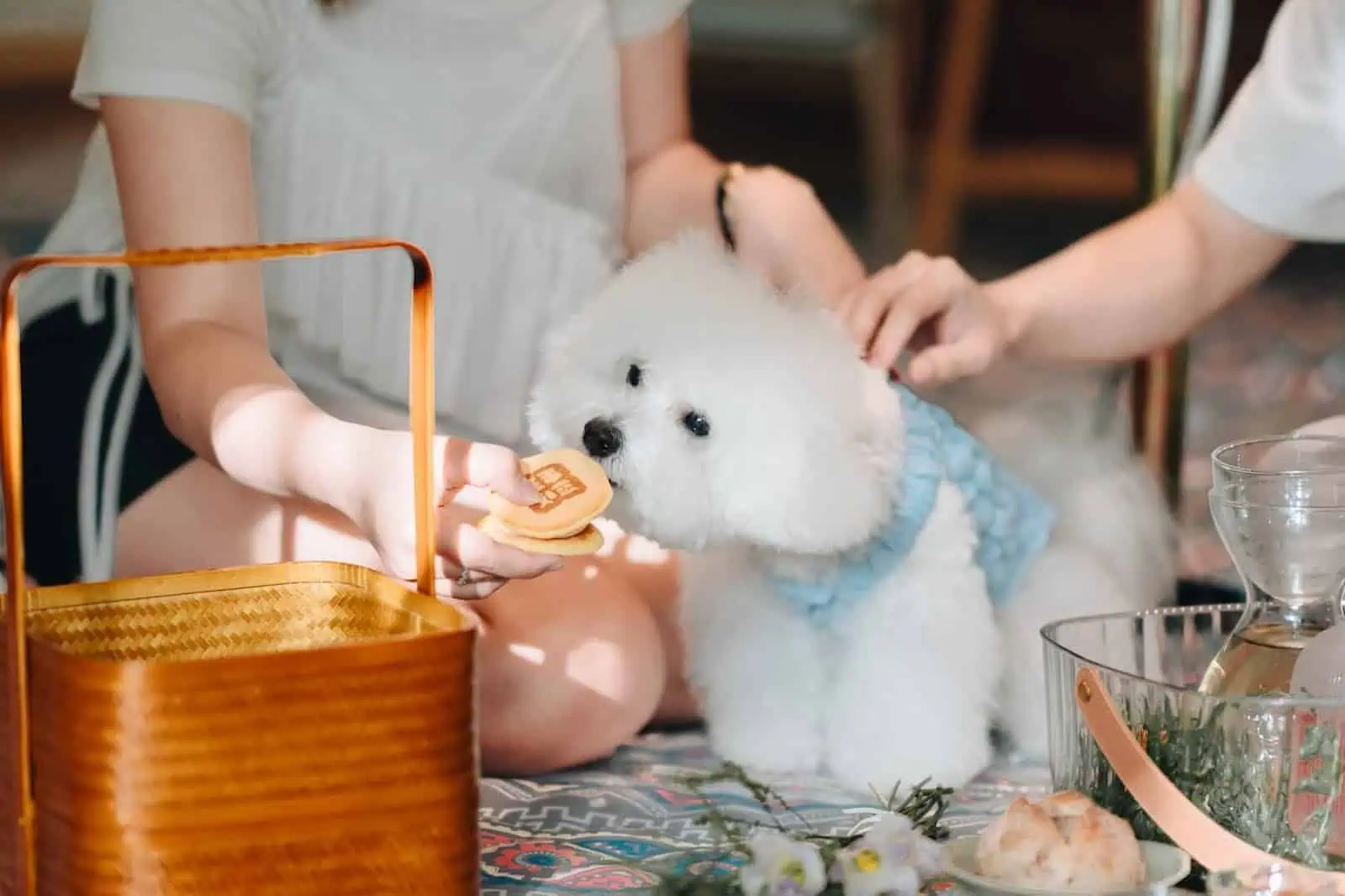 狗狗吃銅鑼燒